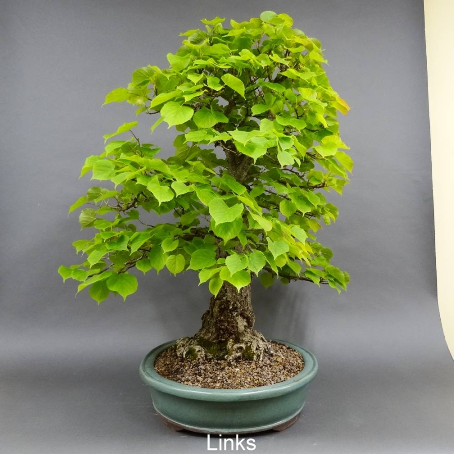 Bonsai, Linde