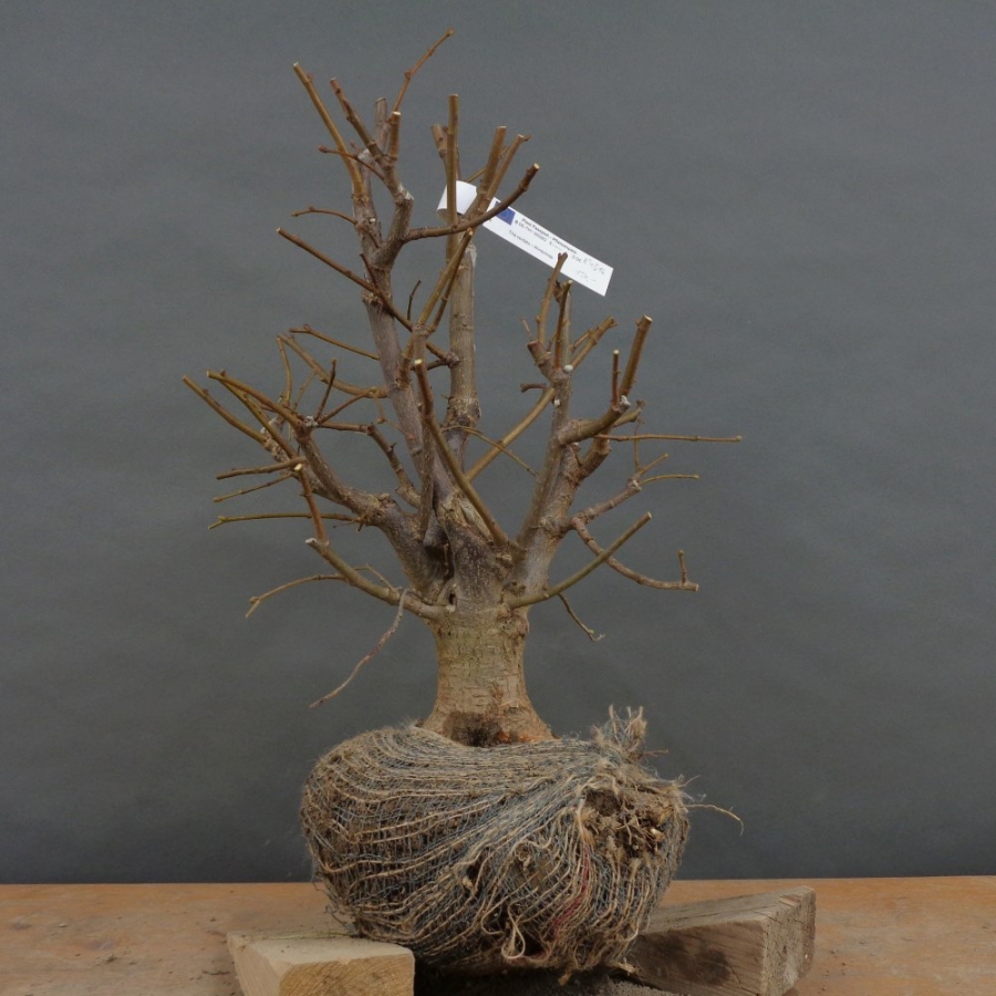 Tilia, cordata, Linde, Winterlinde, Bonsai