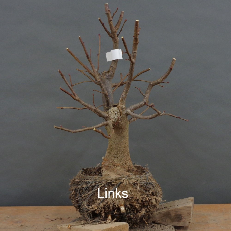 Tilia, cordata, Linde, Winterlinde, Bonsai