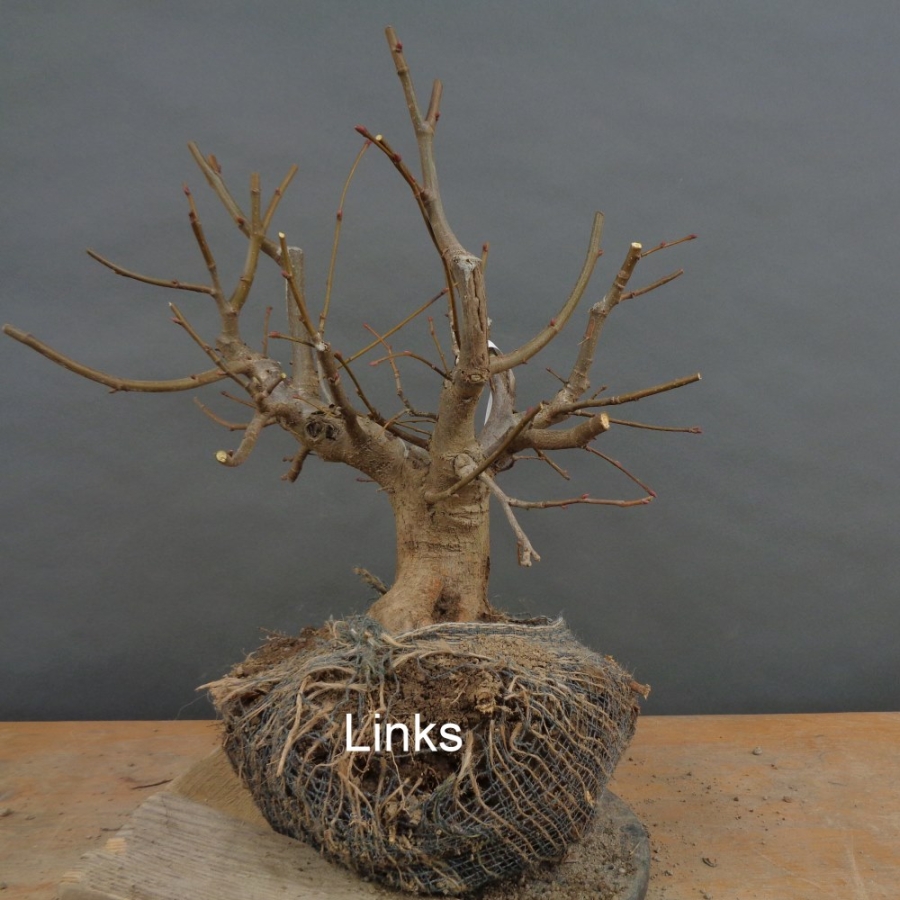 Tilia, cordata, Linde, Winterlinde, Bonsai