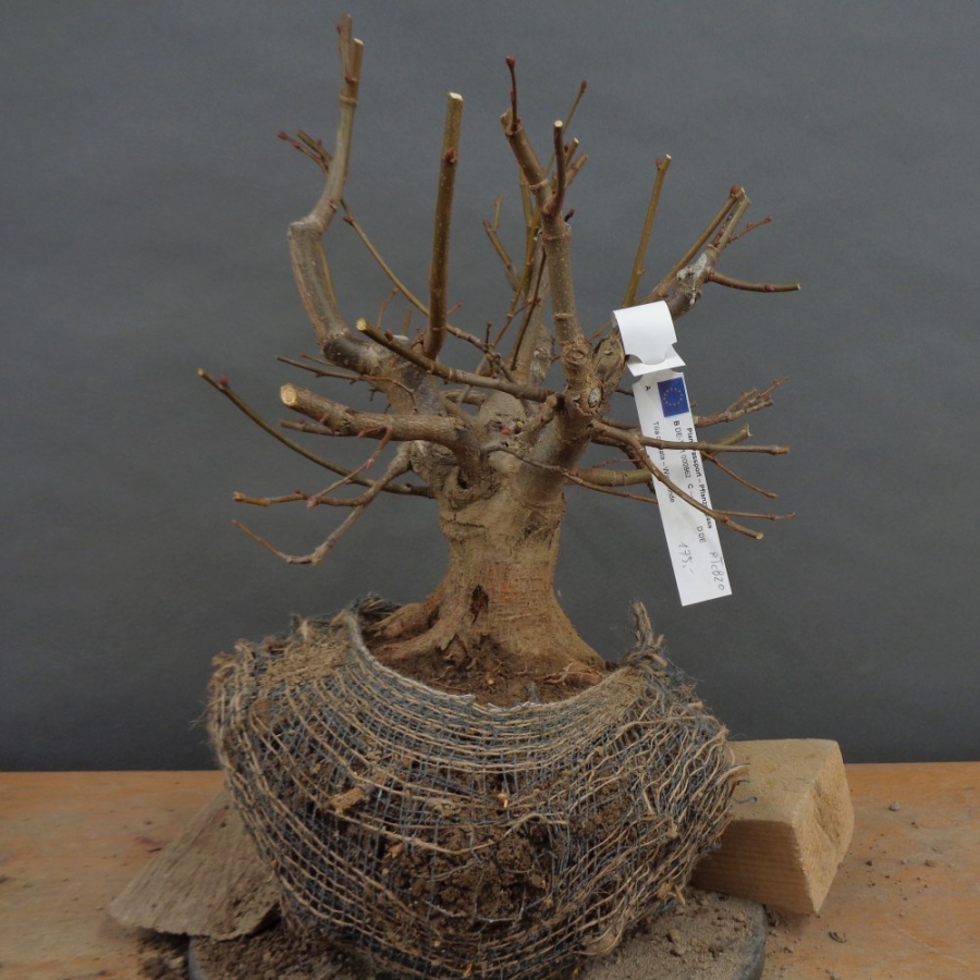 Tilia, cordata, Linde, Winterlinde, Bonsai