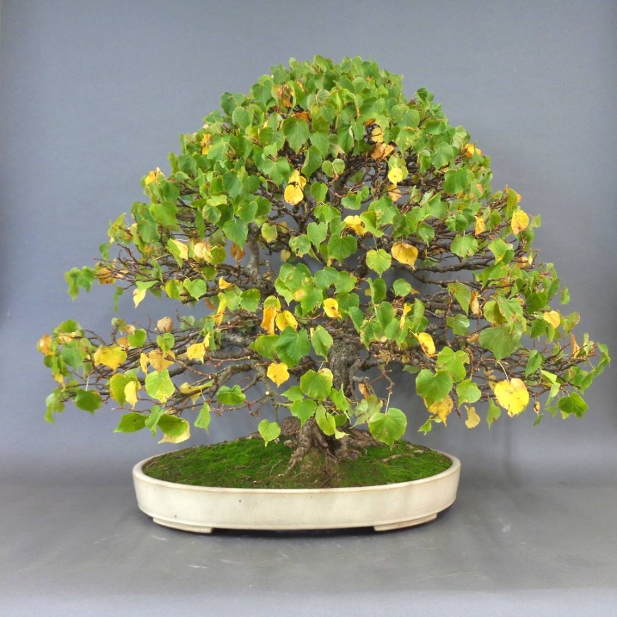 Bonsai, Linde, Herbst