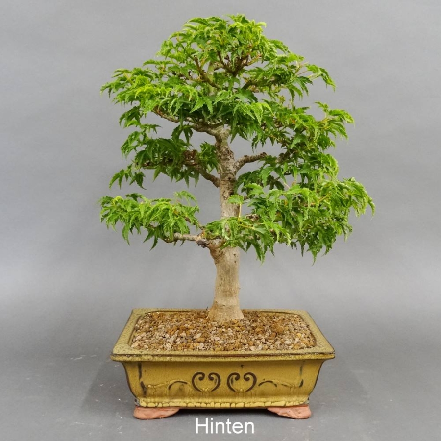 Bonsai, Faecherahorn