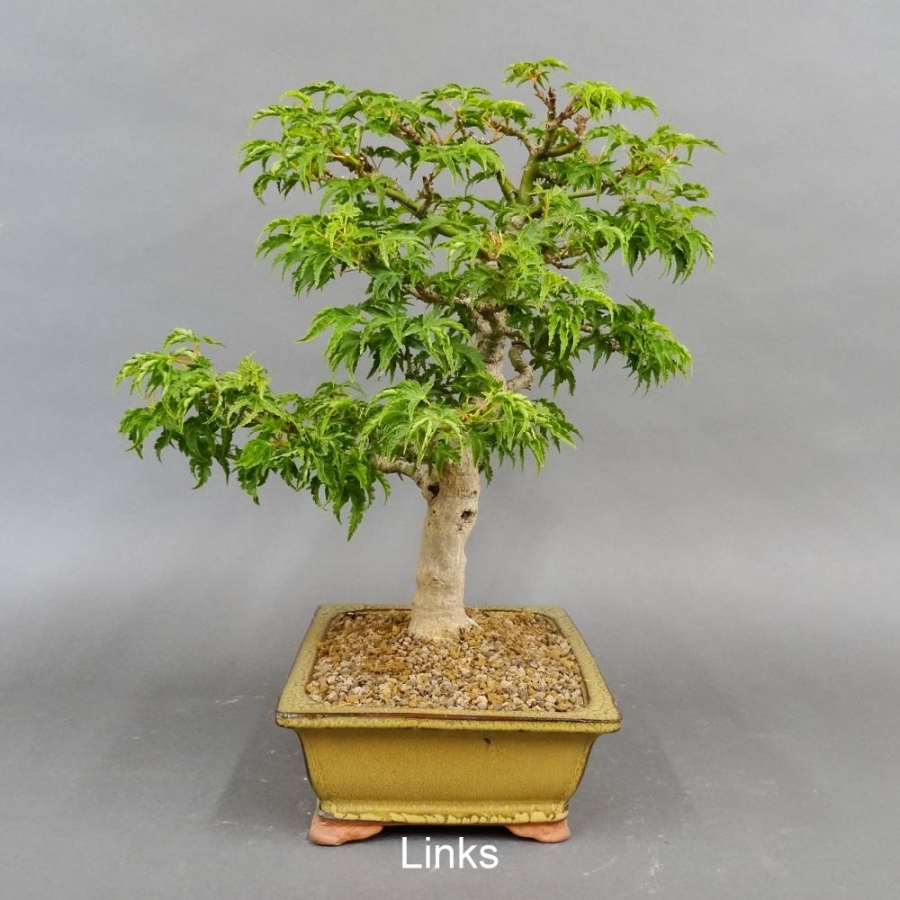 Bonsai, Faecherahorn