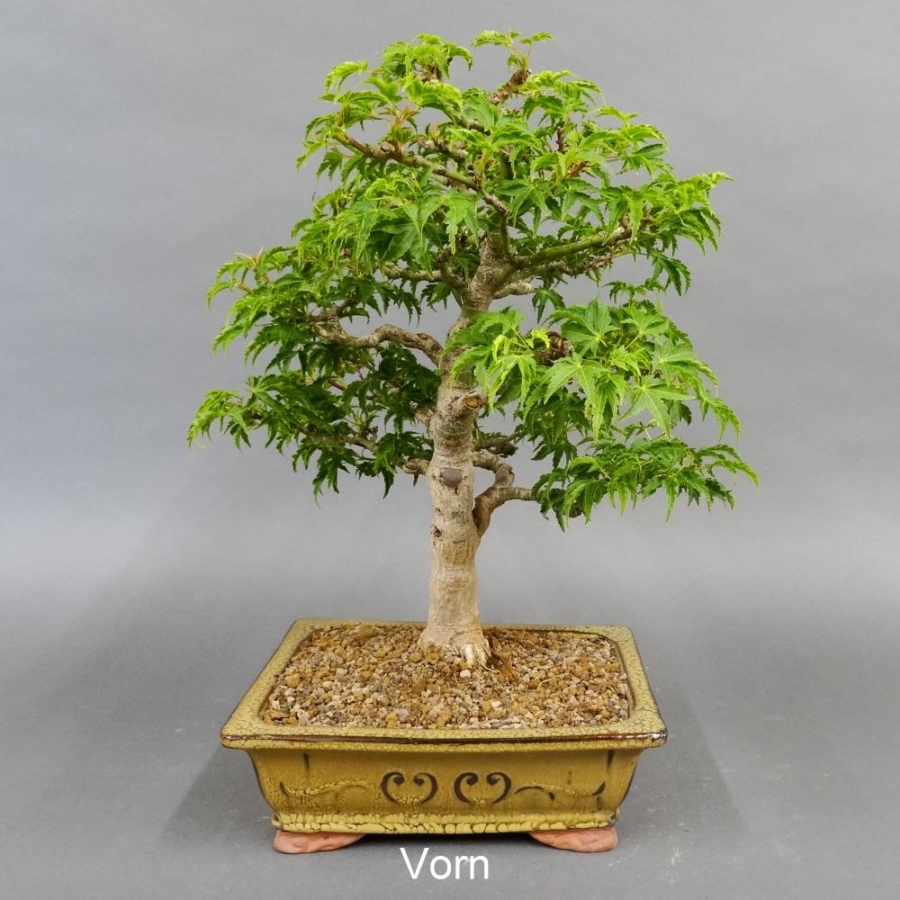 Bonsai, Faecherahorn