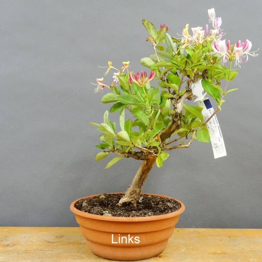 Bonsai Lonicera x heckrottii