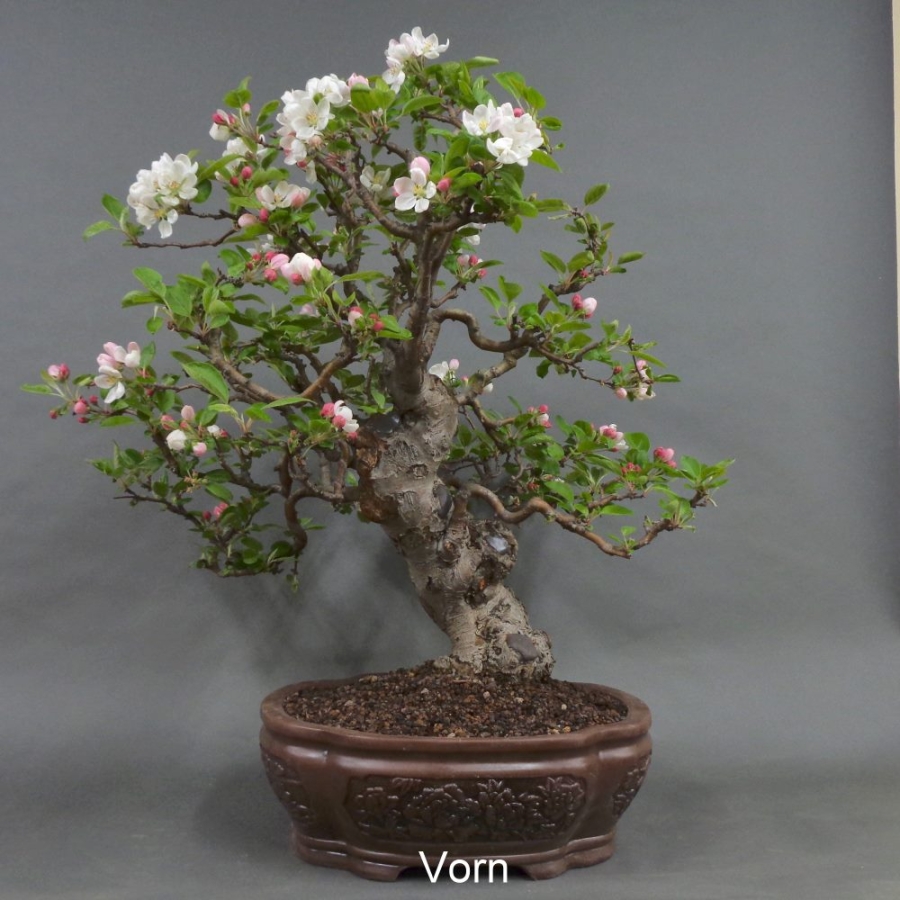 Bonsai, Apfel, Vorderansicht