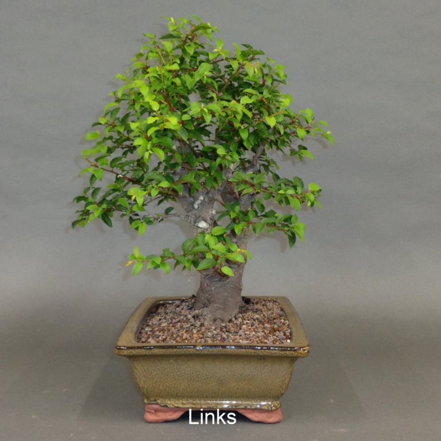 Mirabelle, Bonsai