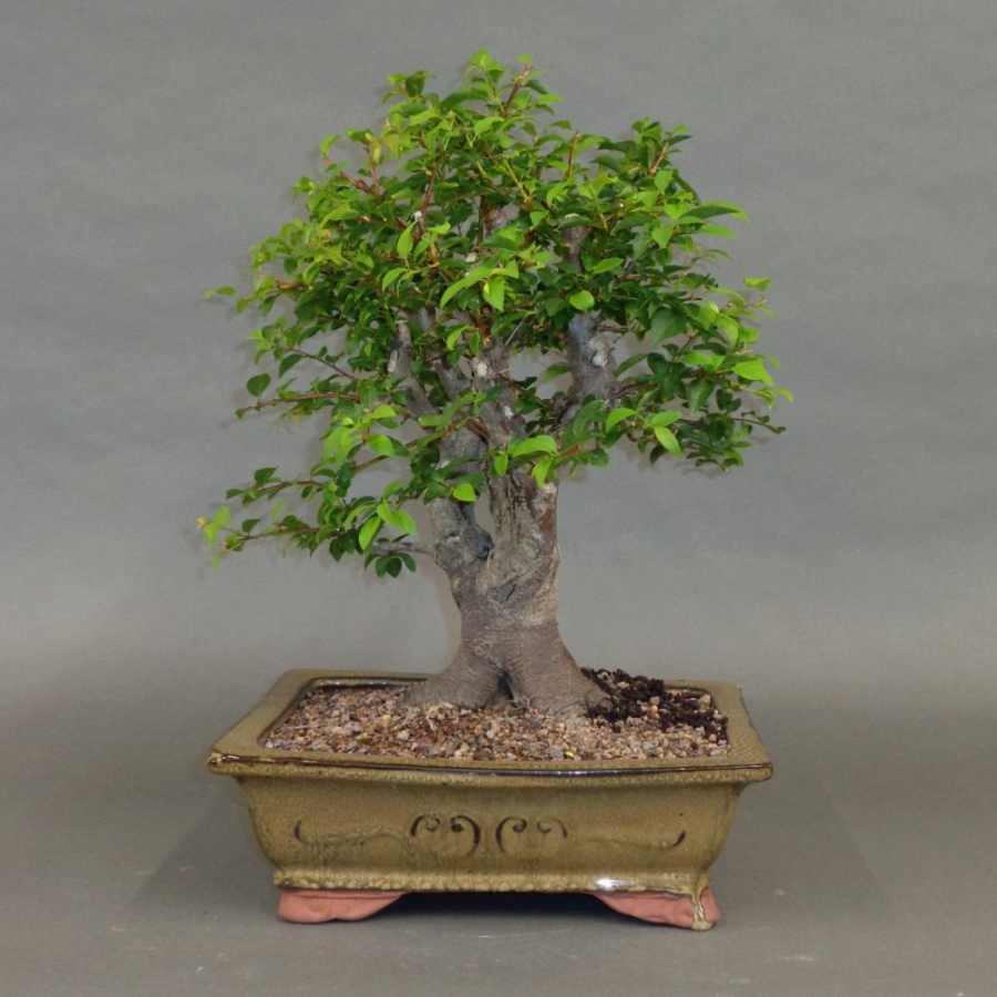 Mirabelle, Bonsai