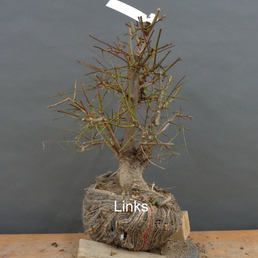 Prunus cerasifera, Mirabelle