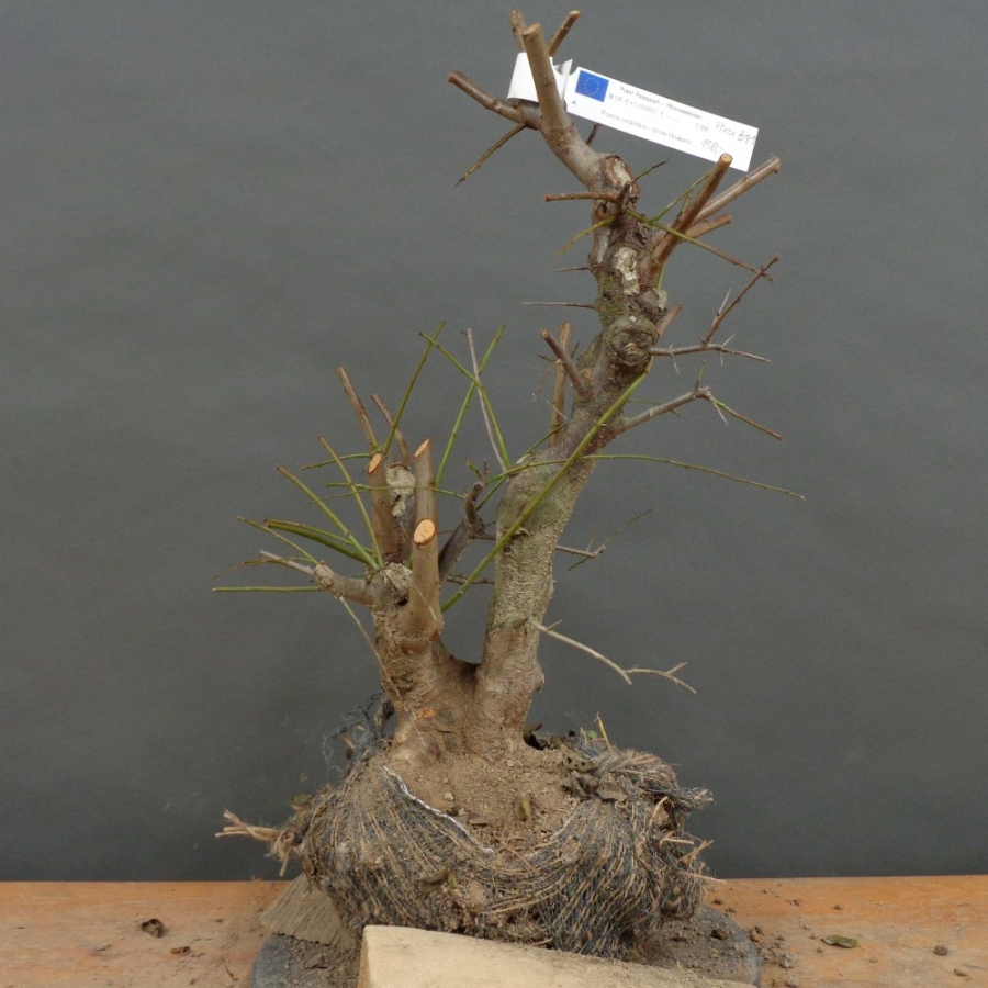 Prunus cerasifera, Mirabelle