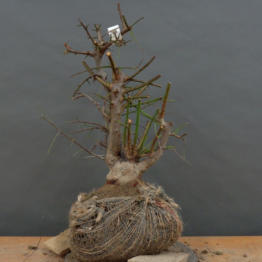 Prunus cerasifera, Mirabelle