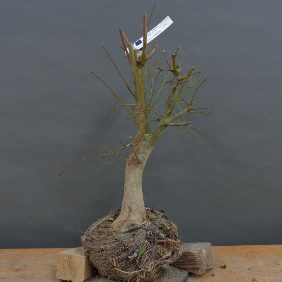 Prunus cerasifera, Mirabelle