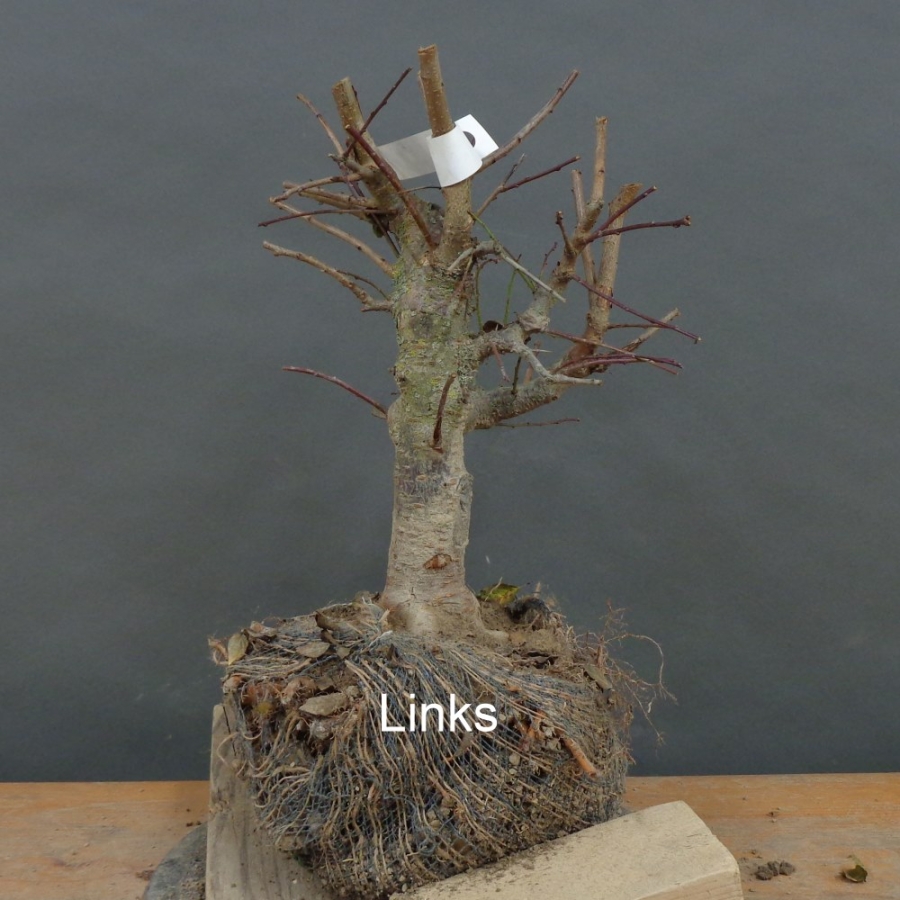 Prunus cerasifera, Mirabelle