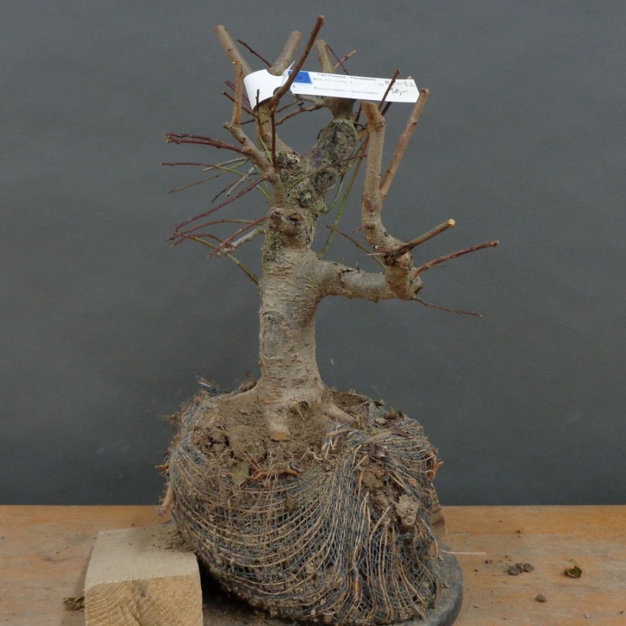 Prunus cerasifera, Mirabelle