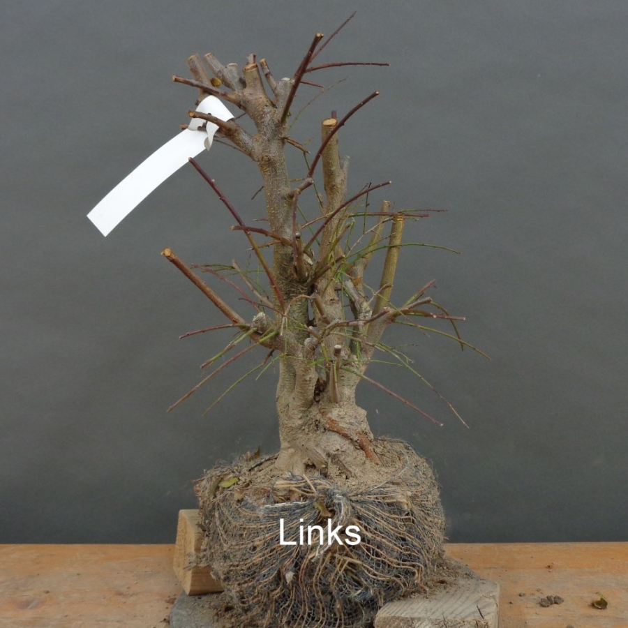 Prunus cerasifera, Mirabelle