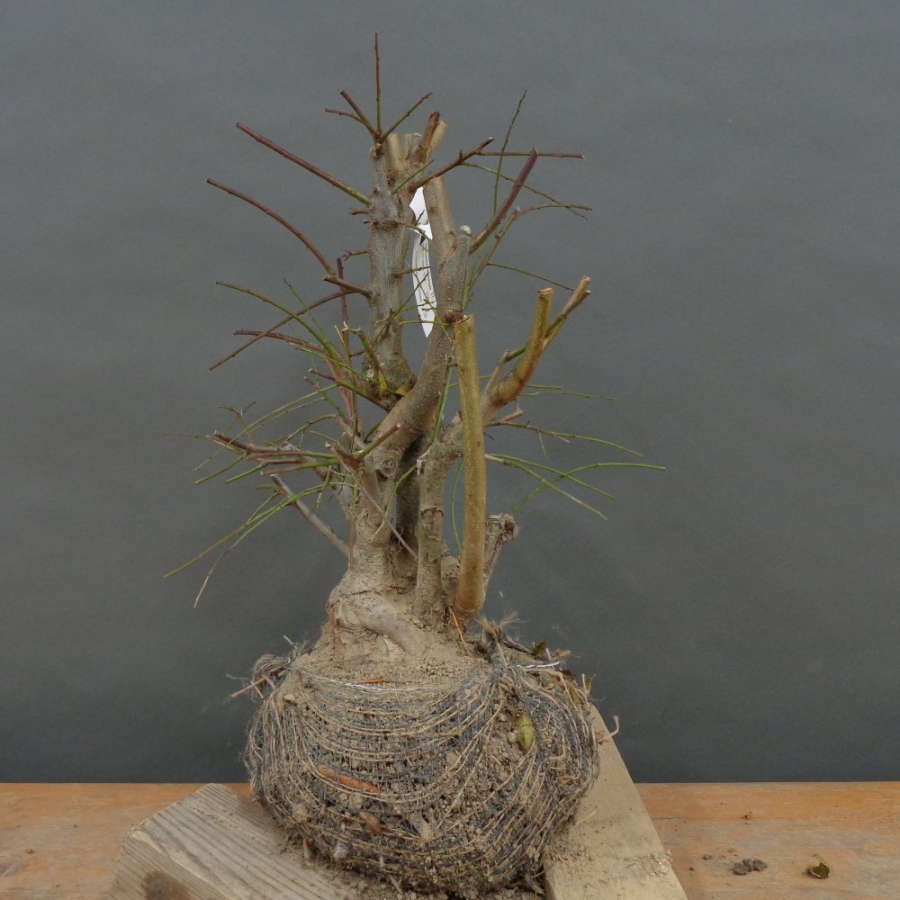 Prunus cerasifera, Mirabelle