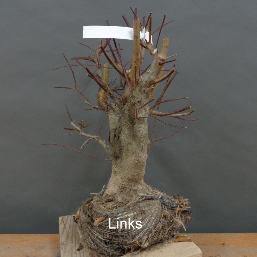 Prunus cerasifera, Mirabelle