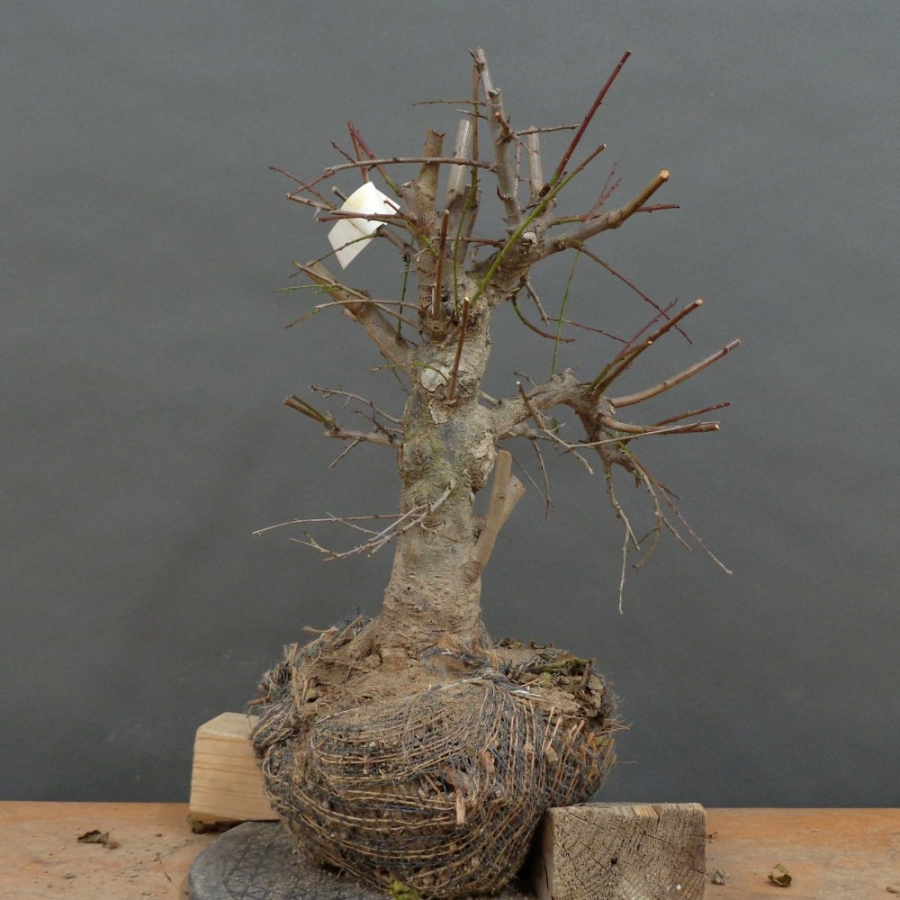 Prunus cerasifera, Mirabelle