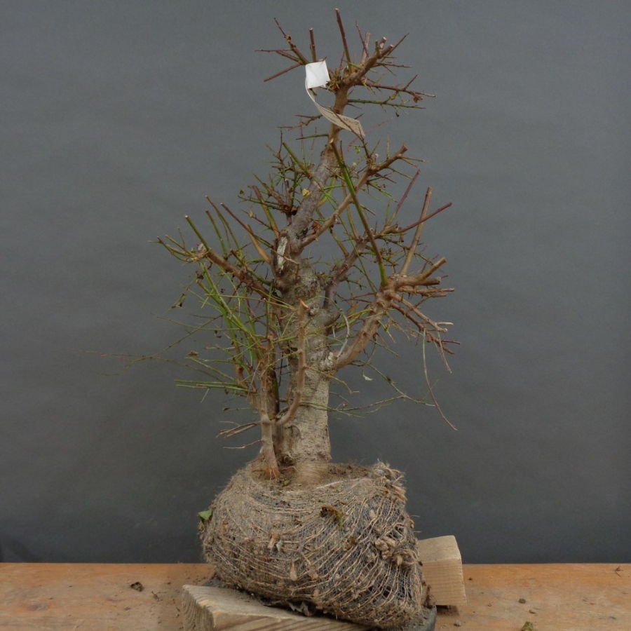 Prunus cerasifera, Mirabelle