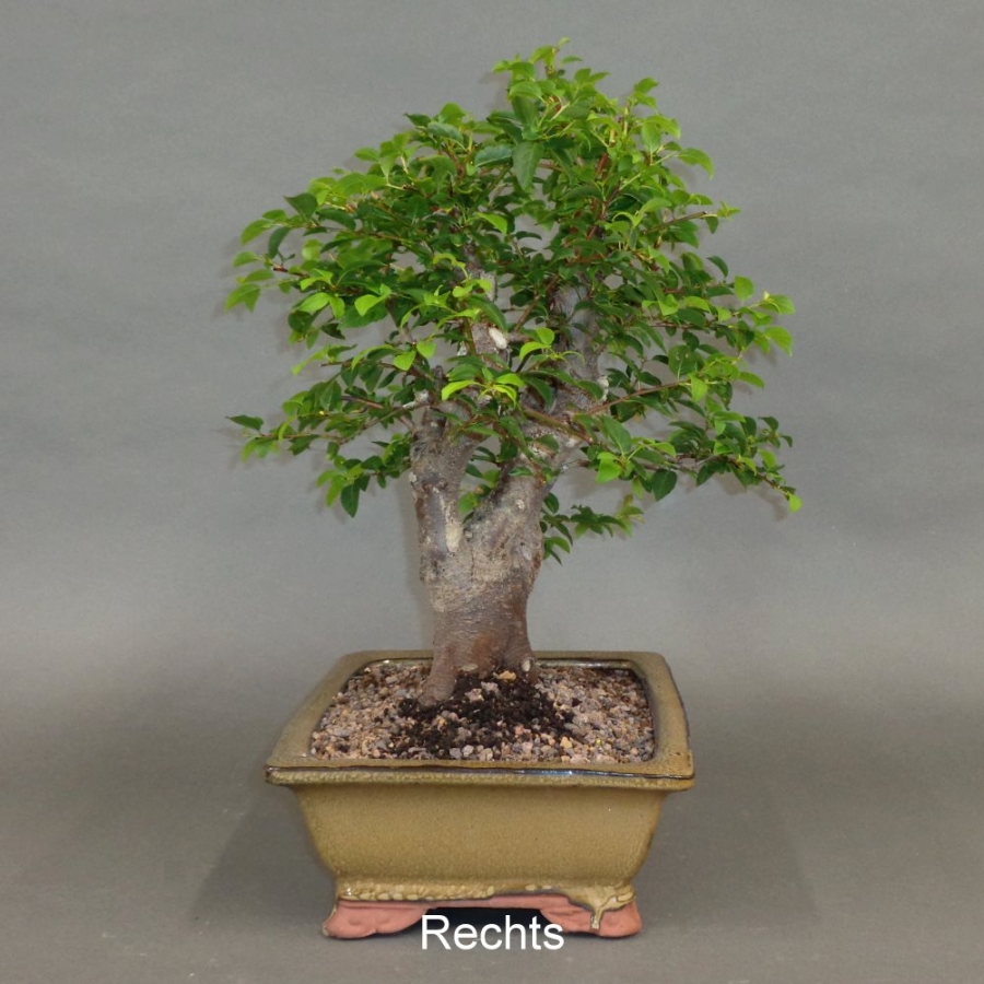 Mirabelle, Bonsai