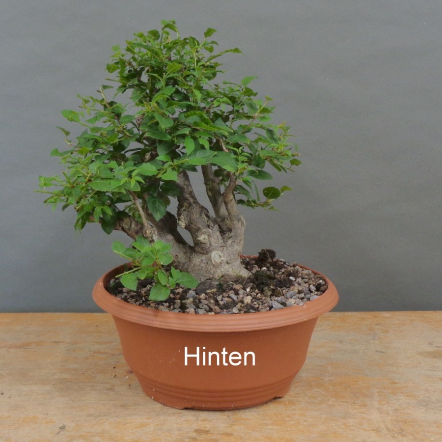 Prunus cerasifera, Mirabelle, hinten