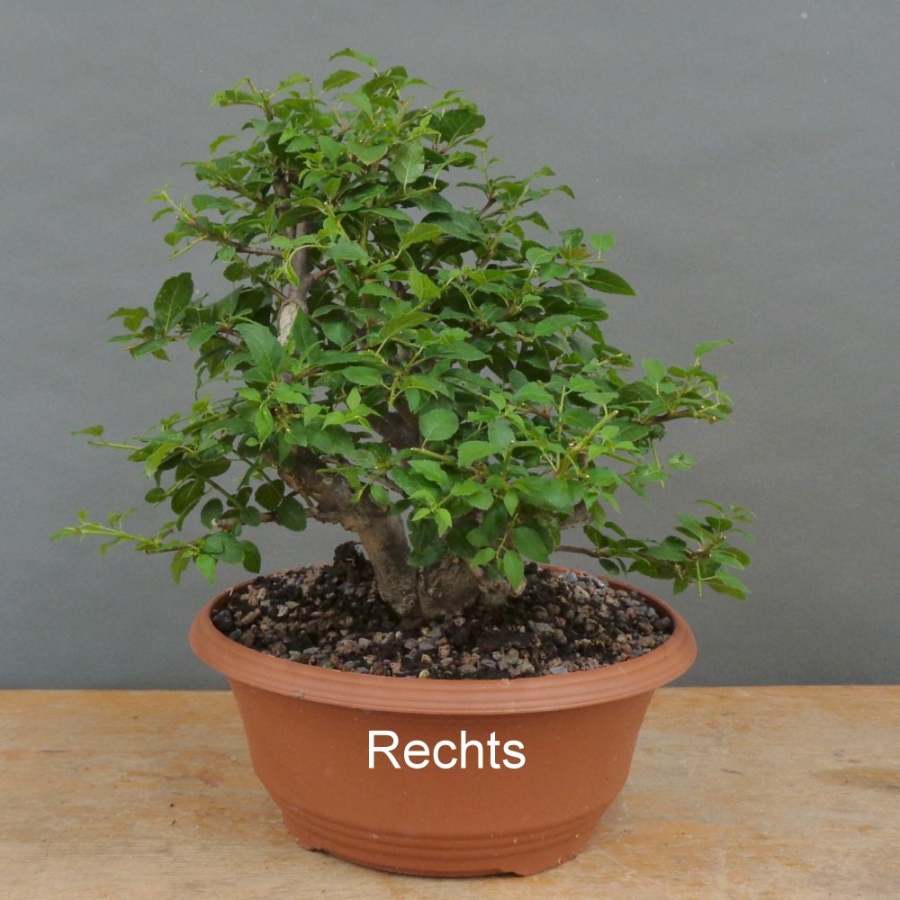 Prunus cerasifera, Mirabelle, rechts