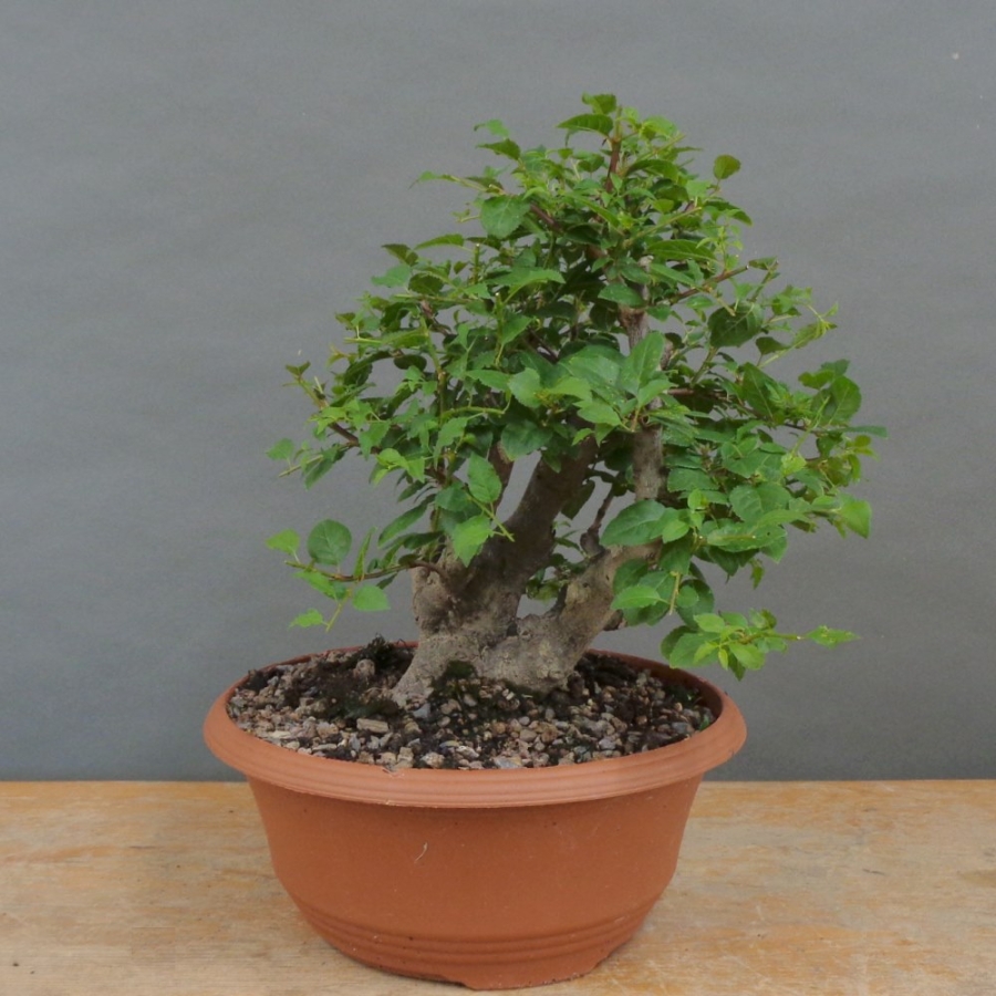 Prunus cerasifera, Mirabelle, vorn