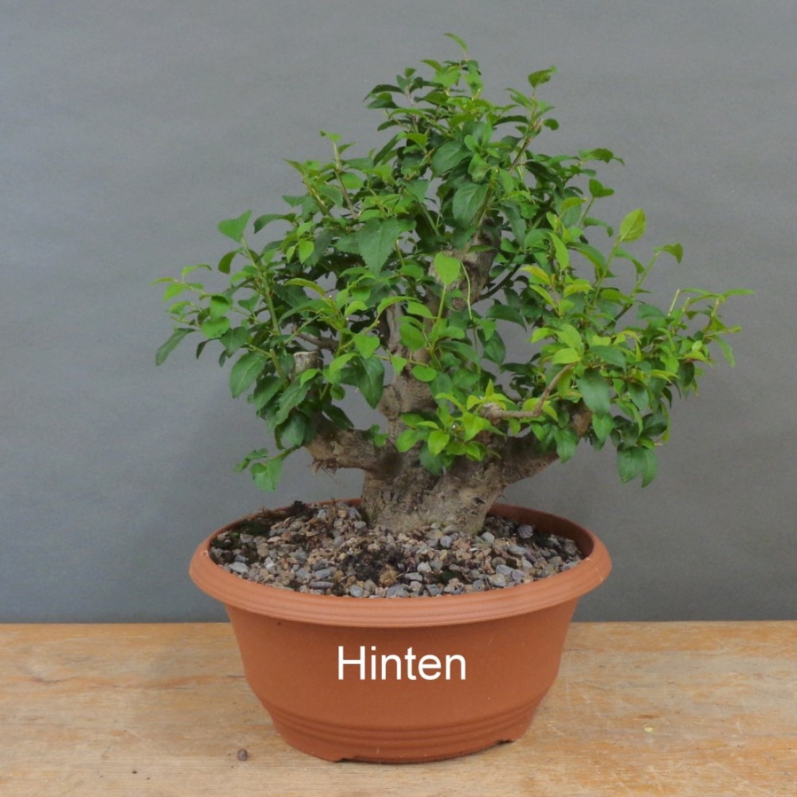 Prunus cerasifera, Mirabelle, hinten