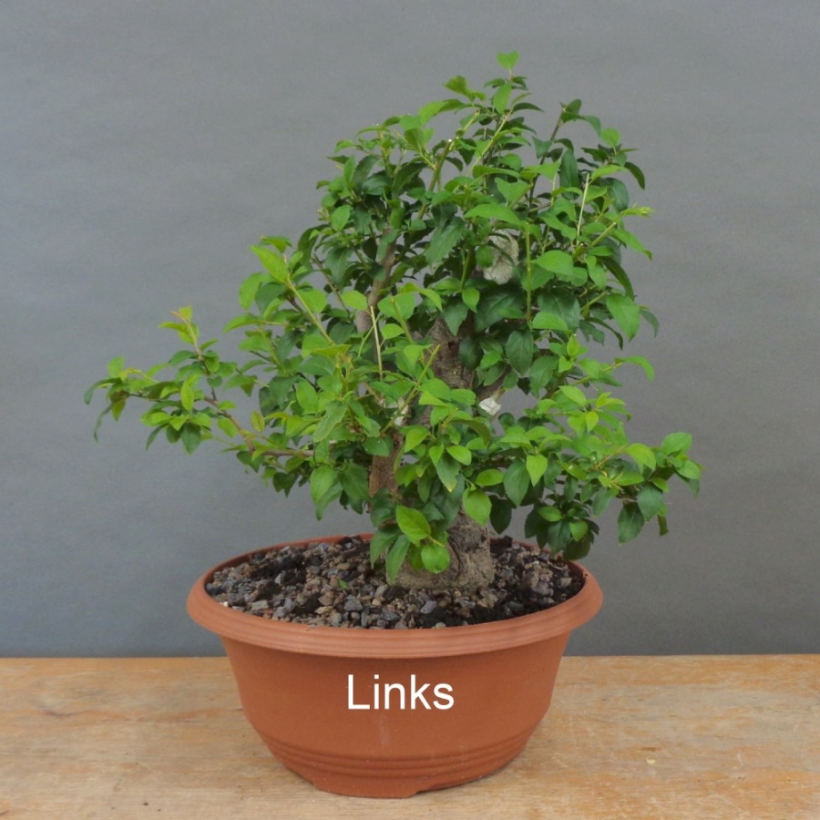Prunus cerasifera, Mirabelle, links