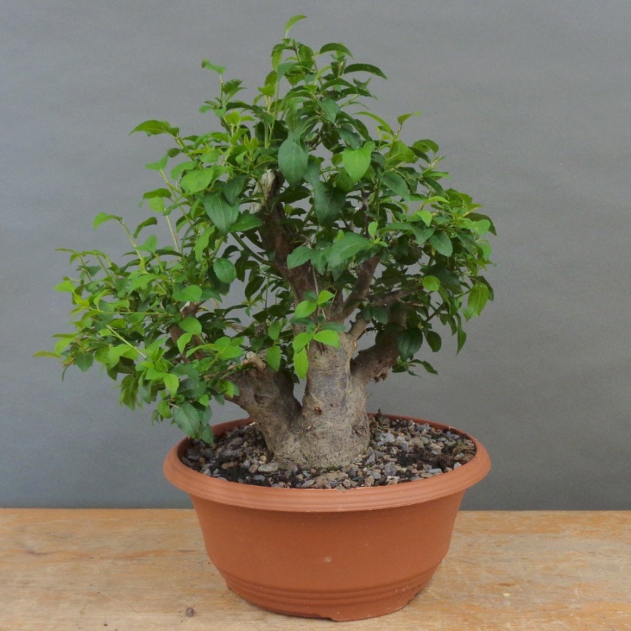 Prunus cerasifera, Mirabelle, vorn