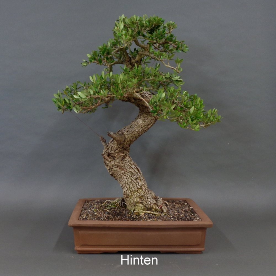 Halbzimmerbonsai - Olea europaea - Wilde Olive 10