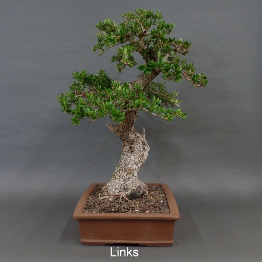 Halbzimmerbonsai - Olea europaea - Wilde Olive 10
