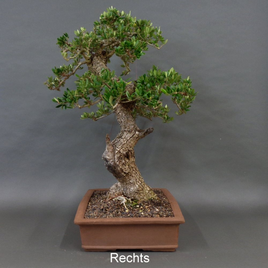 Halbzimmerbonsai - Olea europaea - Wilde Olive 10