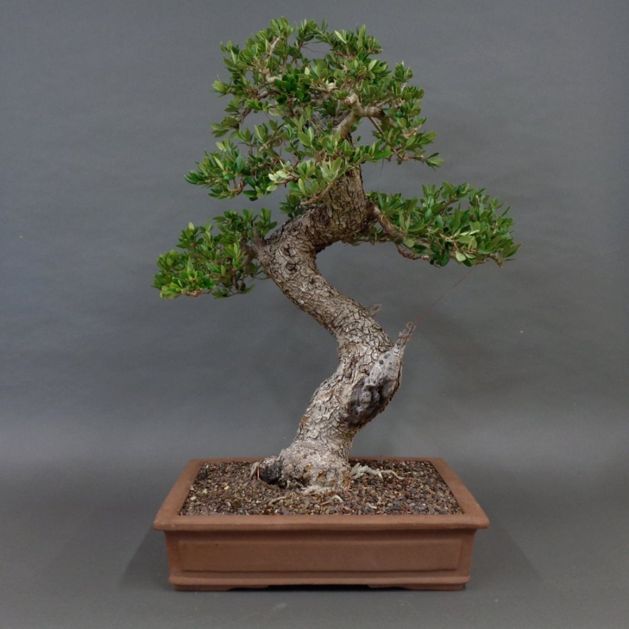 Bonsai, Crataegus laevigata, Weissdorn