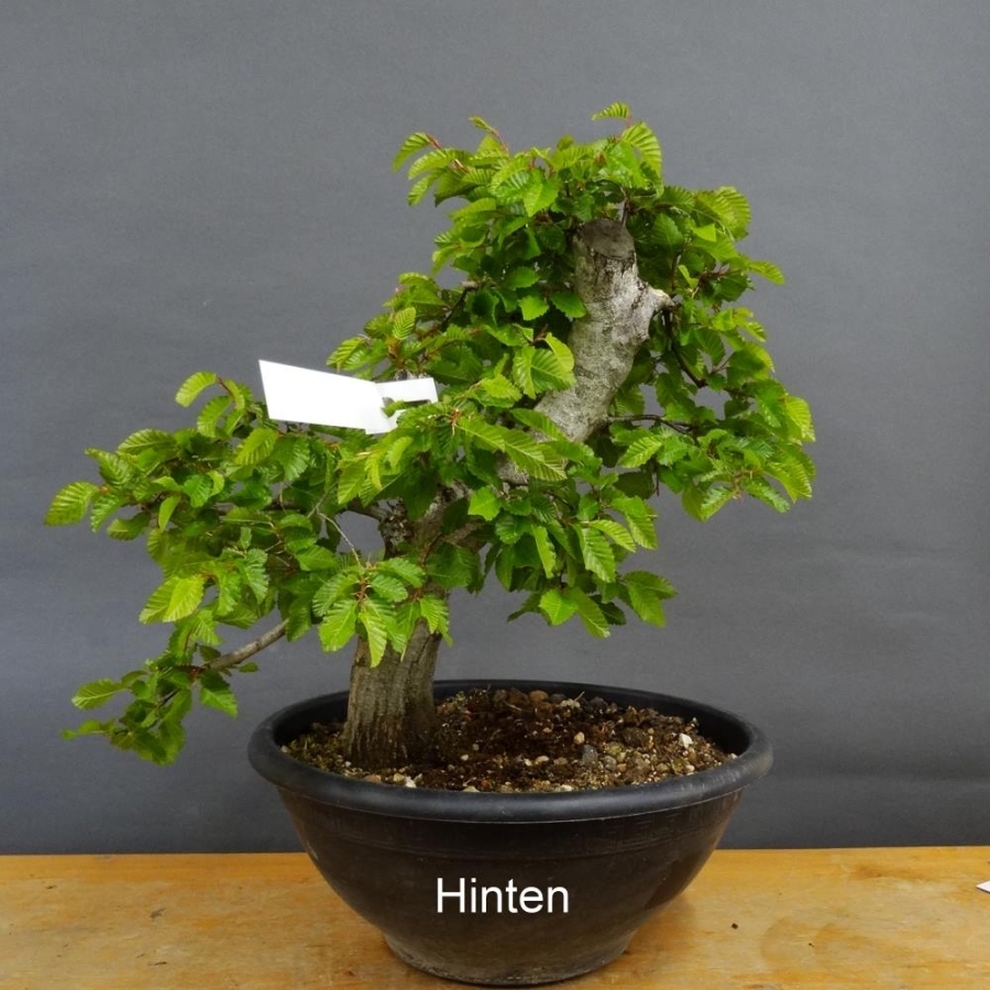 Carpinus Hainbuche Weissbuche
