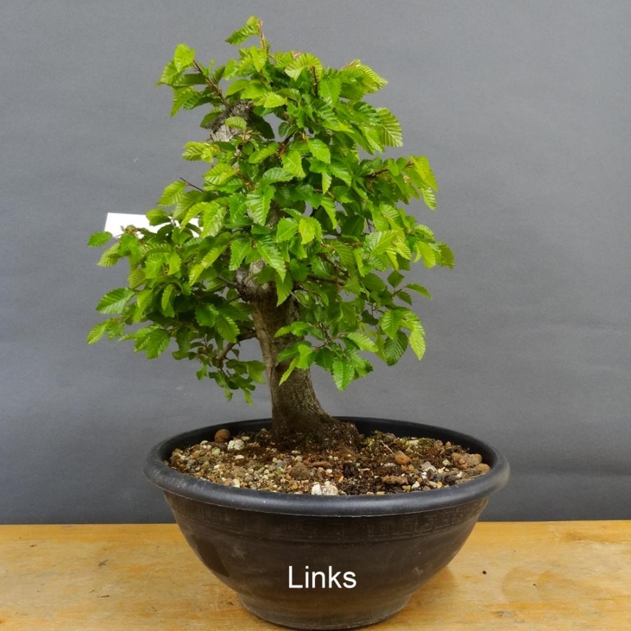 Carpinus Hainbuche Weissbuche