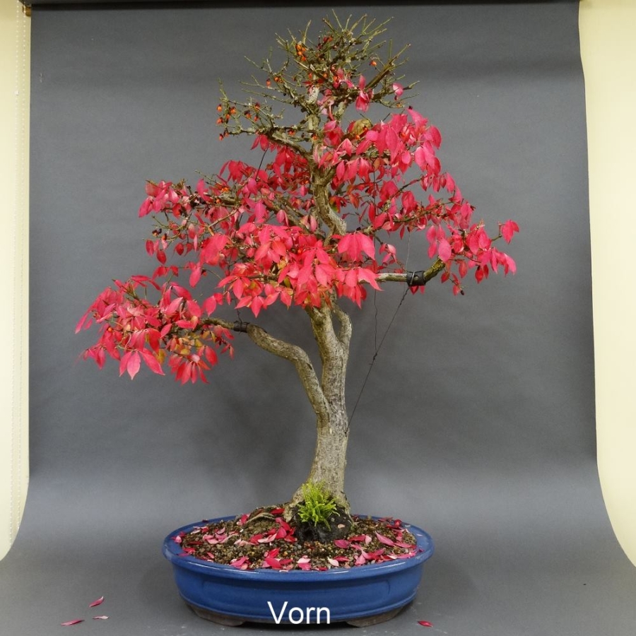 Euonymus alatus, Bonsai