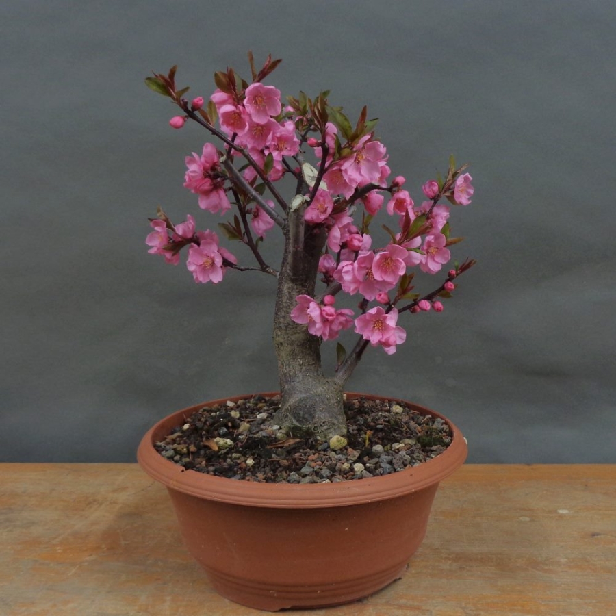 Prunus persica, Spring Glory, Zierpfirsisch