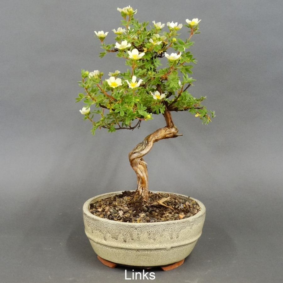 Fingerstrauch, gelb, Potentilla