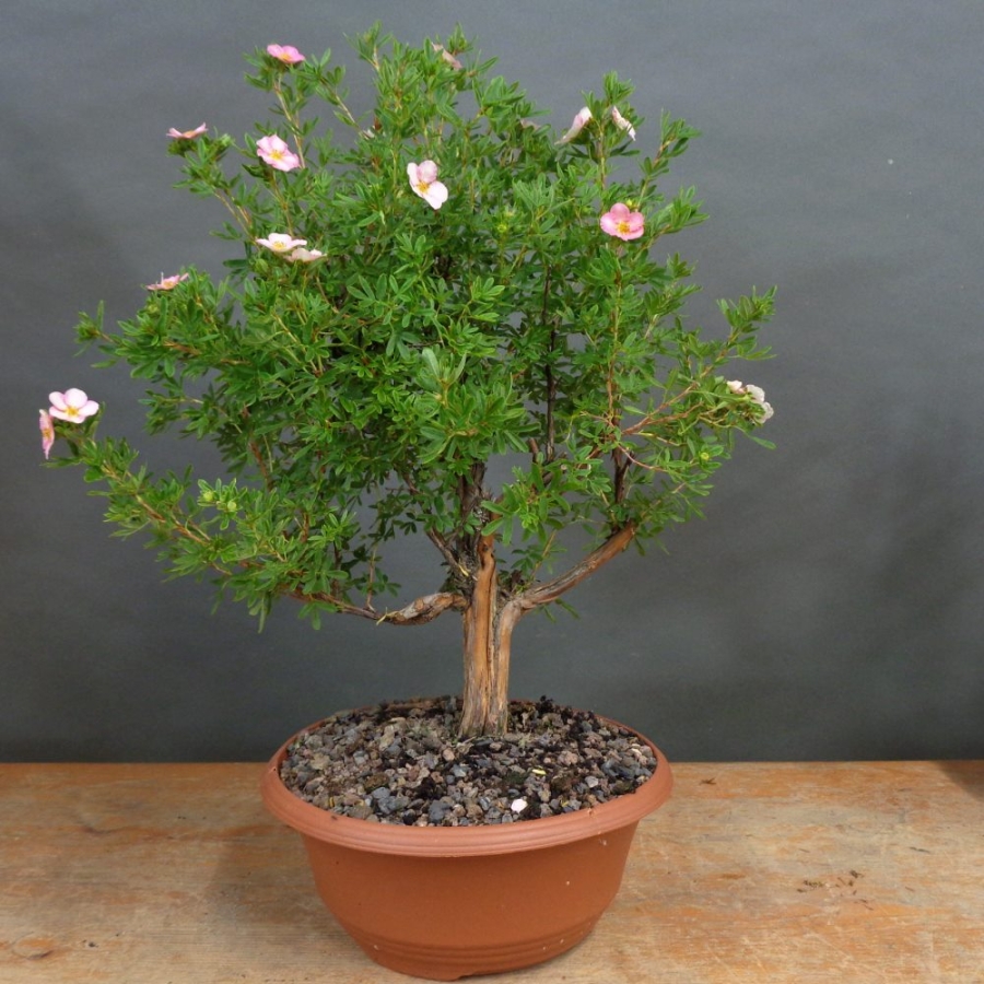 Potentilla, Fingerstrauch, Rohling