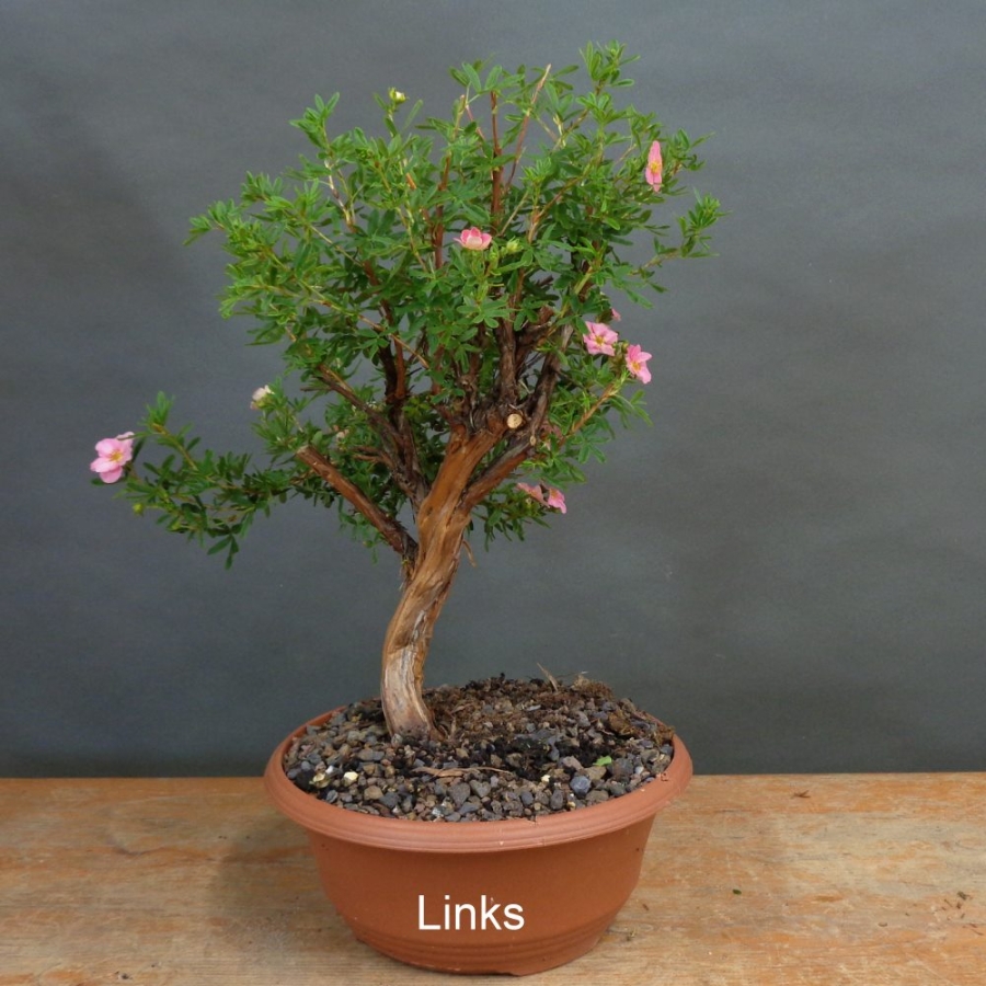 Potentilla, Fingerstrauch, Rohling