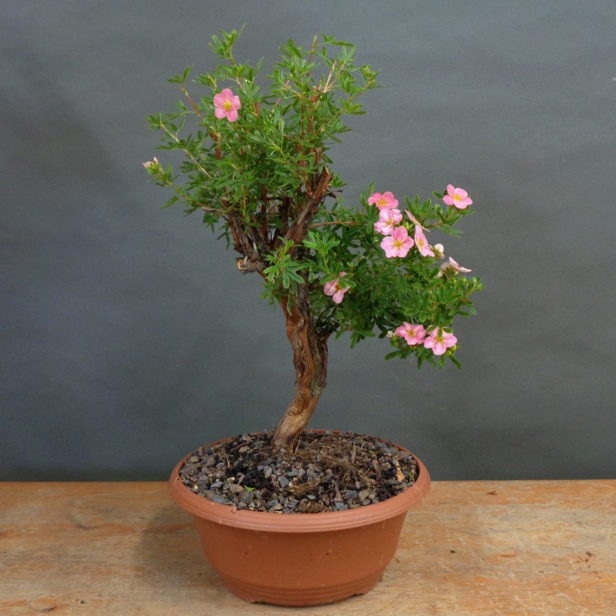Potentilla, Fingerstrauch, Rohling