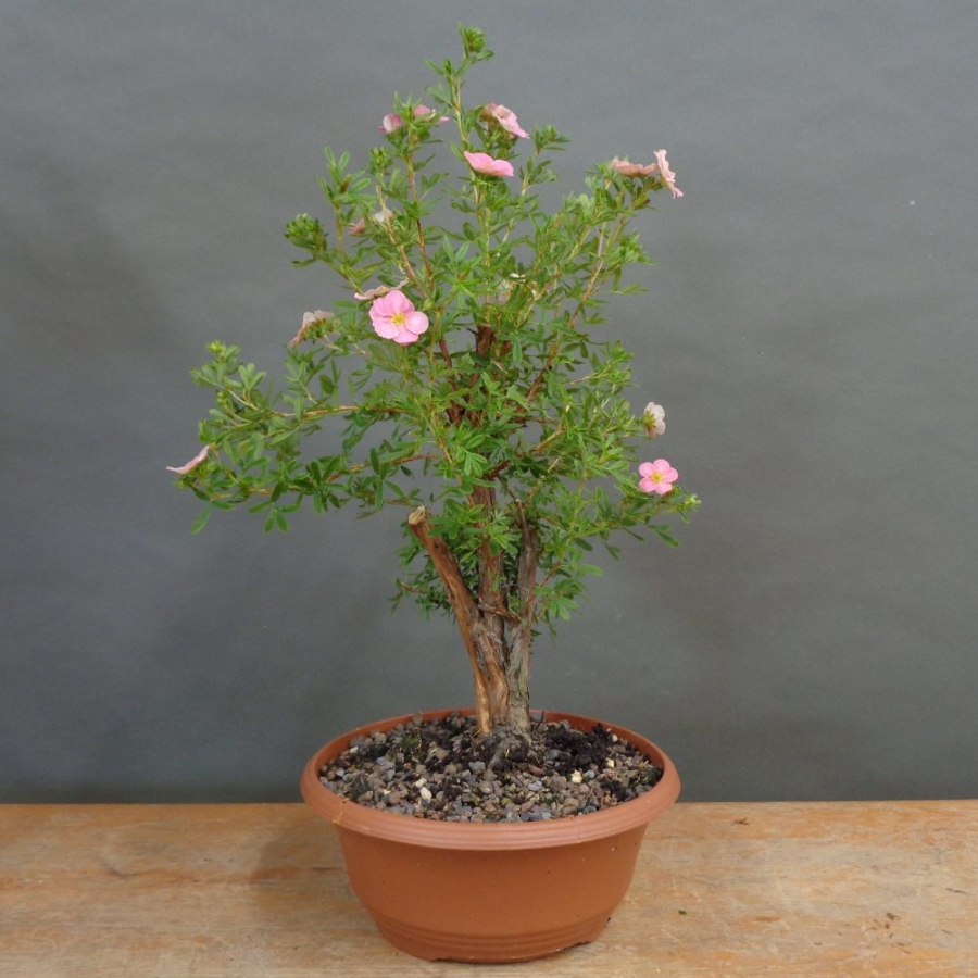 Potentilla, Fingerstrauch, Rohling