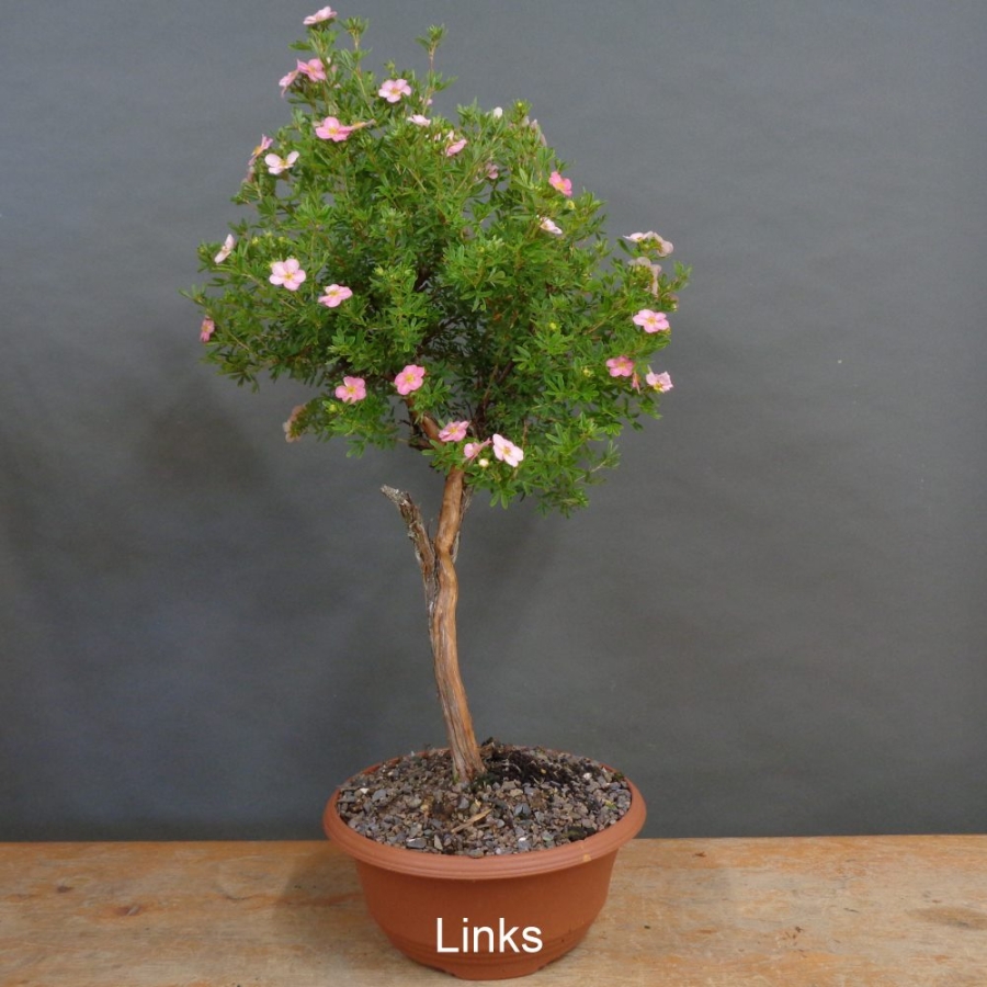 Potentilla, Fingerstrauch, Rohling