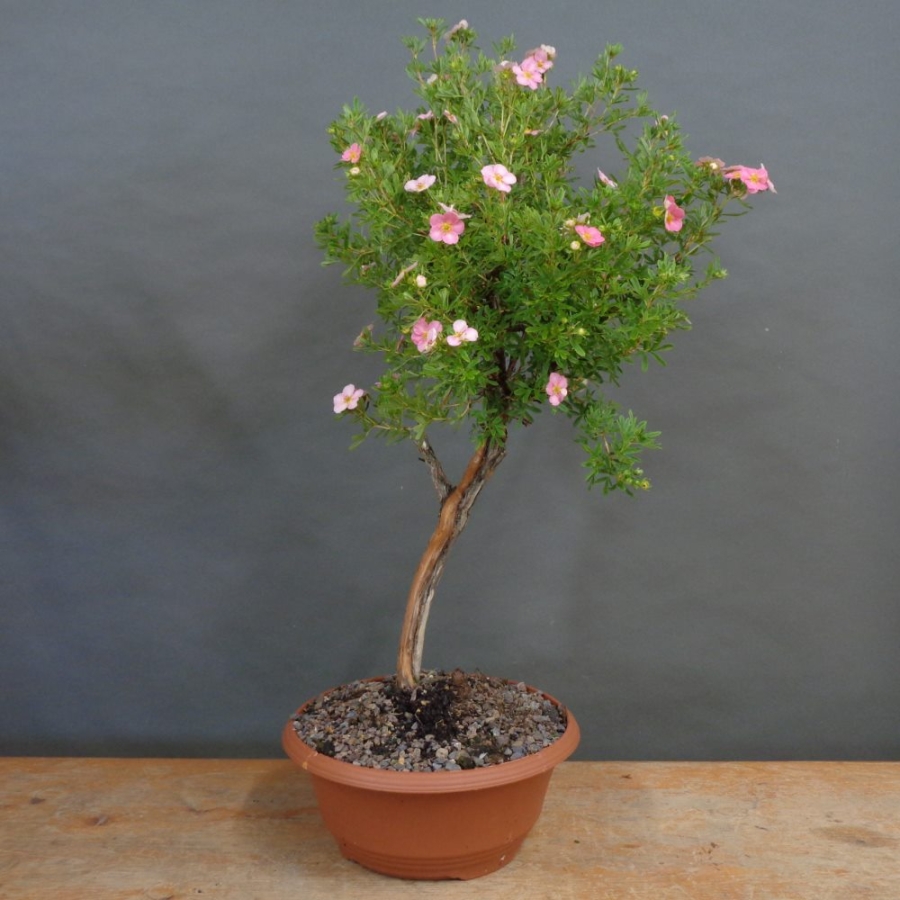 Potentilla, Fingerstrauch, Rohling