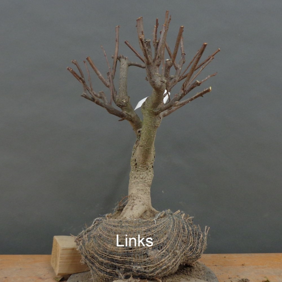 Prunus padus, Traubenkirsche, Bonsai