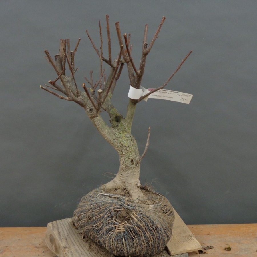 Prunus padus, Traubenkirsche, Bonsai