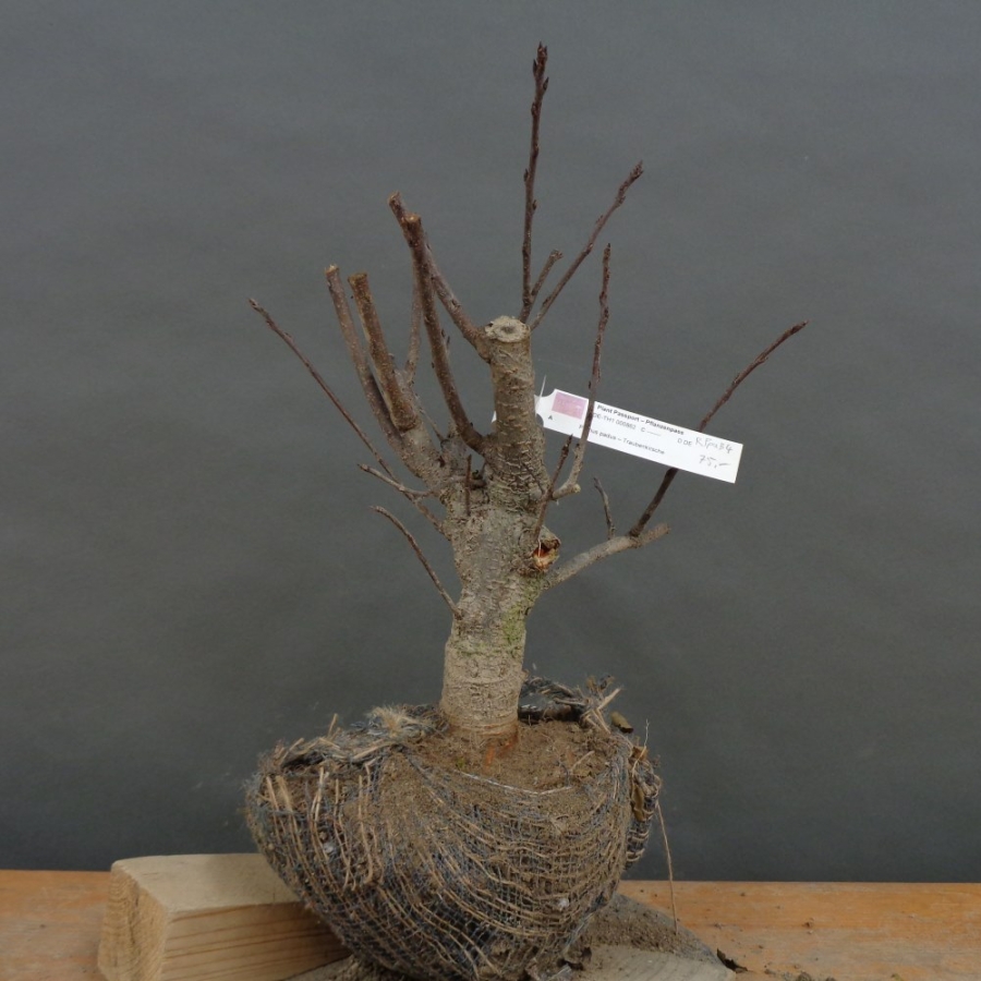 Prunus padus, Traubenkirsche, Bonsai