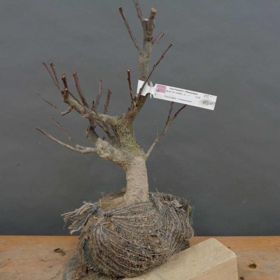 Prunus padus, Traubenkirsche, Bonsai